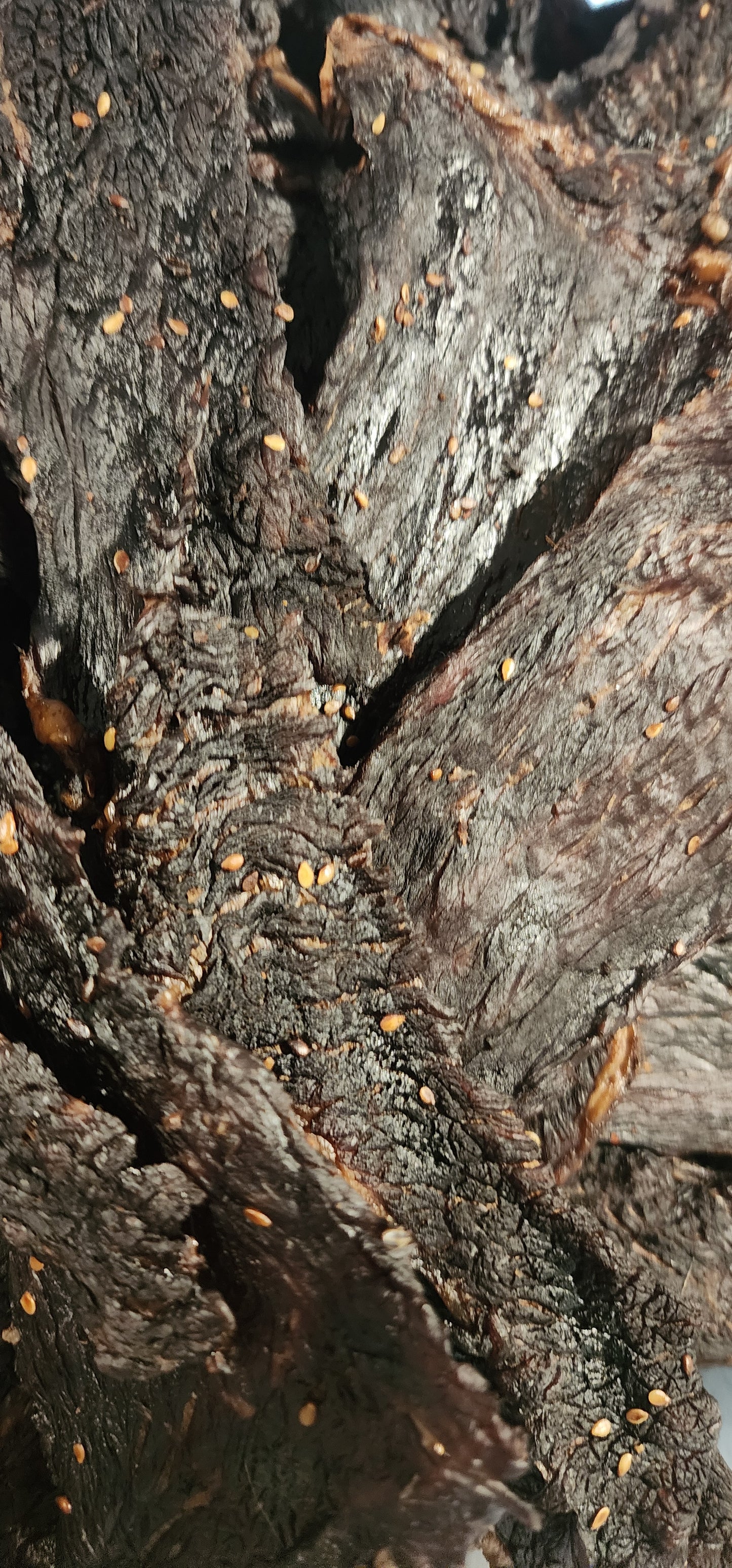 Teriyaki  Flavor Beef Jerky